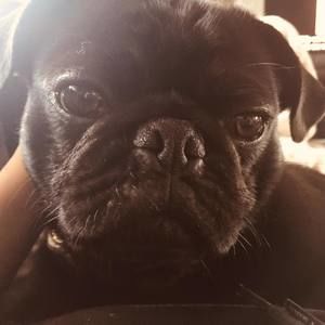 Meet your Posher, Bailey